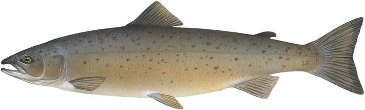 Atlantic Salmon, Timothy Knepp, U.S. Fish and Wildlife Service
