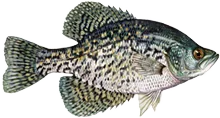 Black Crappie, U.S. Fish and Wildlife Service