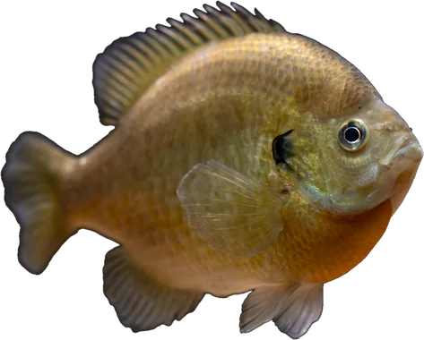 Bluegill, USFWS Mountain Prairie
