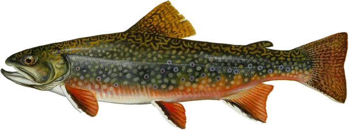 Brook Trout, Raver, Duane. Cropped by Siebrand
