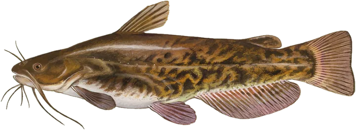 Brown Bullhead, Duane Raver, U.S. Fish and Wildlife Service