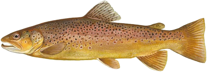 Brown Trout, U.S. Fish and Wildlife Service