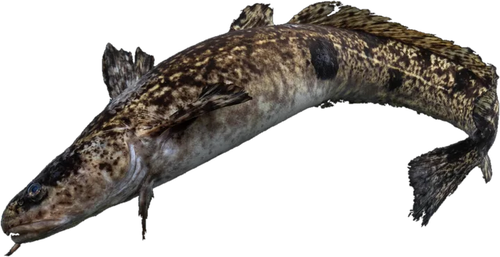 Burbot, USFWS Mountain-Prairie