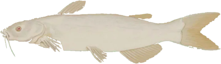 Channel Catfish, Duane Raver