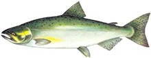 Chinook Salmon, U.S. Fish and Wildlife Service