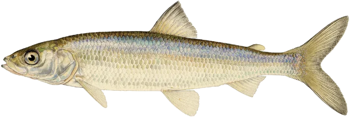Cisco, Painting by Ellen Edmonson