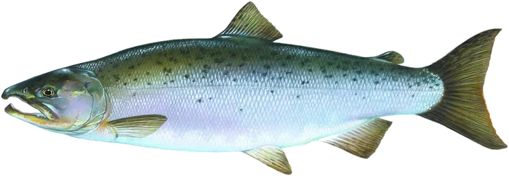 Coho Salmon, Knepp Timothy, U.S. Fish and Wildlife Service