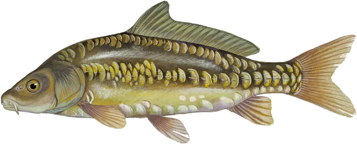 Common Carp, USFWS