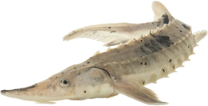 Lake Sturgeon, USFWS Mountain Prairie