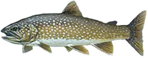 Lake Trout, U.S. Fish and Wildlife Service