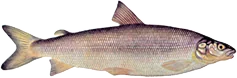 Lake Whitefish, U.S. Fish and Wildlife Service