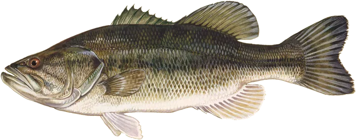 Largemouth Bass, Drawing by Duane Raver.

The original uploader was Tkinias at English Wikipedia.