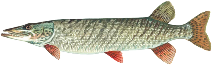 Muskellunge, Raver Duane, U.S. Fish and Wildlife Service