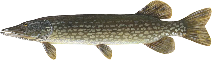 Northern Pike, Drawing by Timothy Knepp