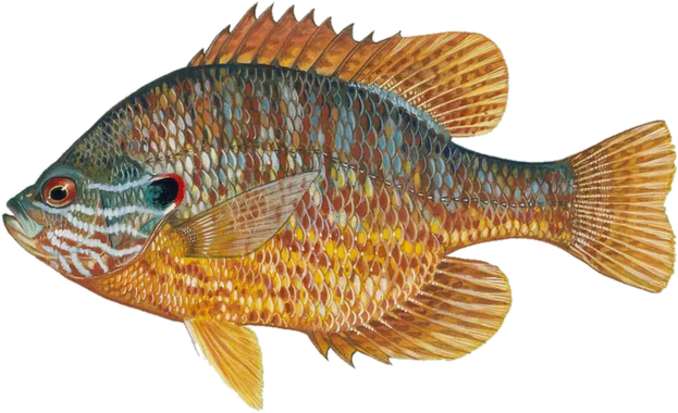 Pumpkinseed, Raver Duane, U.S. Fish and Wildlife Service