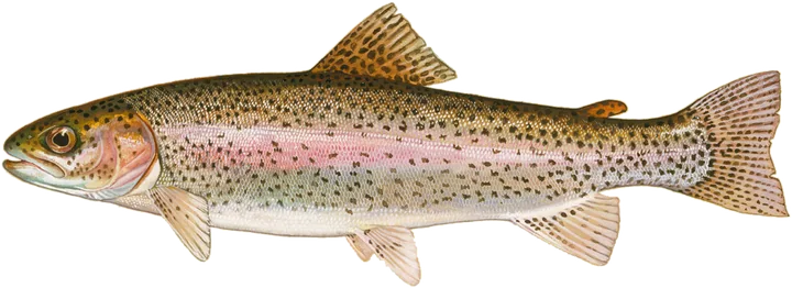 Rainbow Trout, Raver, Duane, US Fish &amp; Wildlife Service