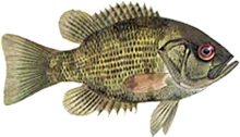 Rock Bass, U.S. Fish and Wildlife Service