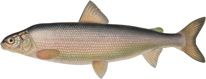 Round Whitefish, Charles Bradford Hudson