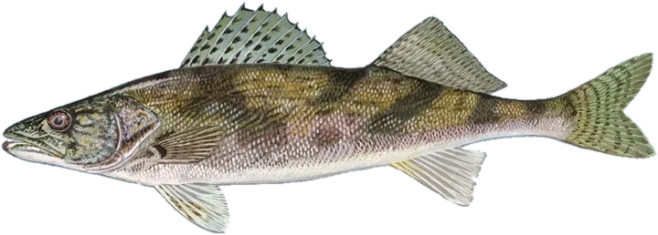 Sauger, Duane Raver