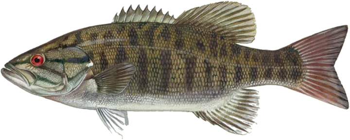 Smallmouth Bass, Raver Duane, U.S. Fish and Wildlife Service