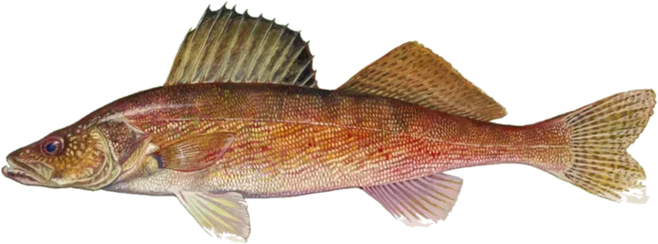 Walleye, Raver Duane, U.S. Fish and Wildlife Service