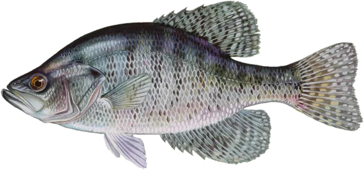 White Crappie, Raver Duane, U.S. Fish and Wildlife Service