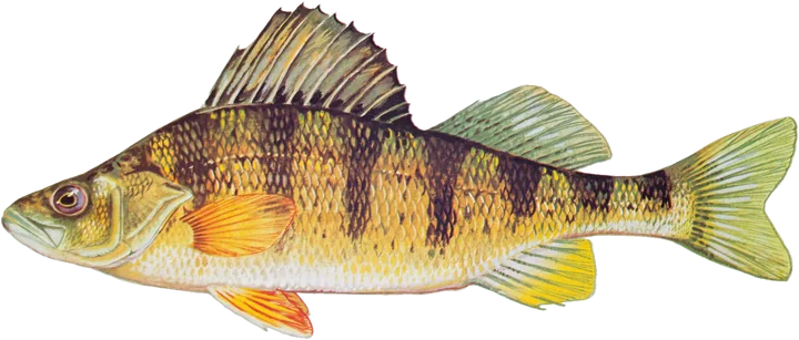 Yellow Perch, Raver Duane, U.S. Fish and Wildlife Service