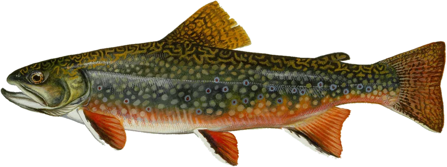 Painting of a brook trout