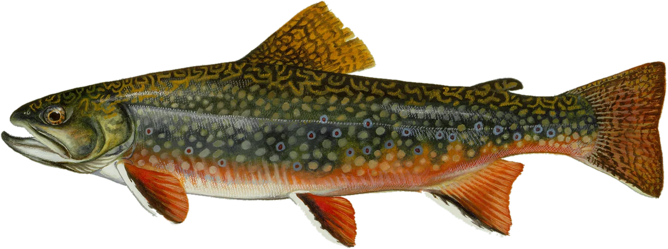Painting of a brook trout