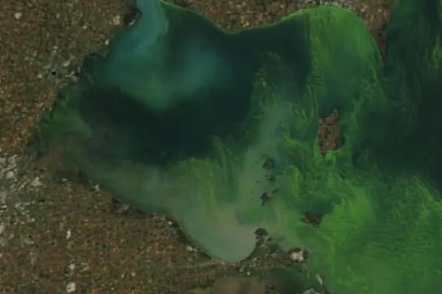 Satellite photograph of western Lake Erie with bright green swirls of a blue-green algae bloom
