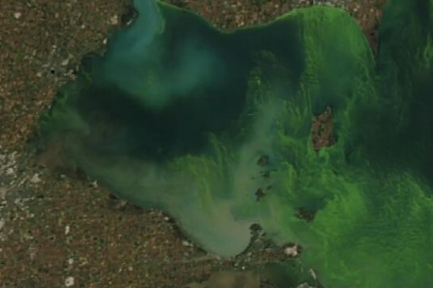 Satellite photograph of western Lake Erie with bright green swirls of a blue-green algae bloom