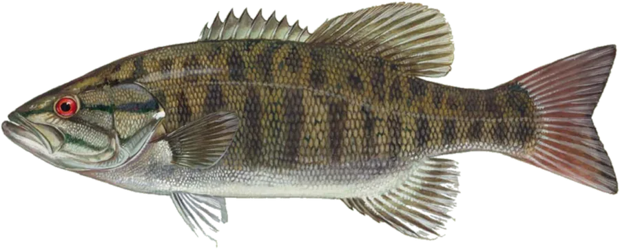 Painting of a smallmouth bass