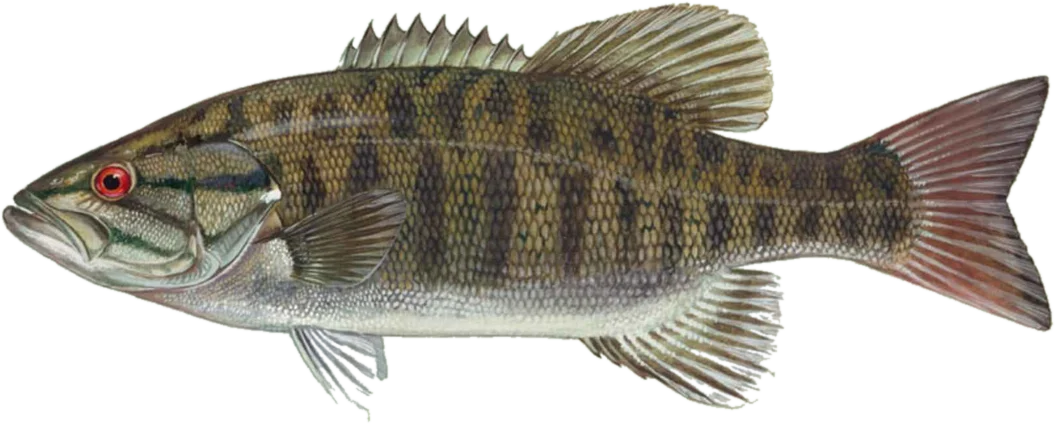 Painting of a smallmouth bass